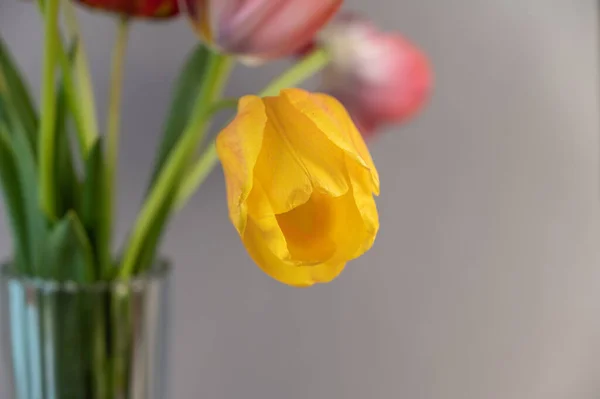 Желто Красные Тюльпаны Сером Фоне Букет Красивых Цветов — стоковое фото