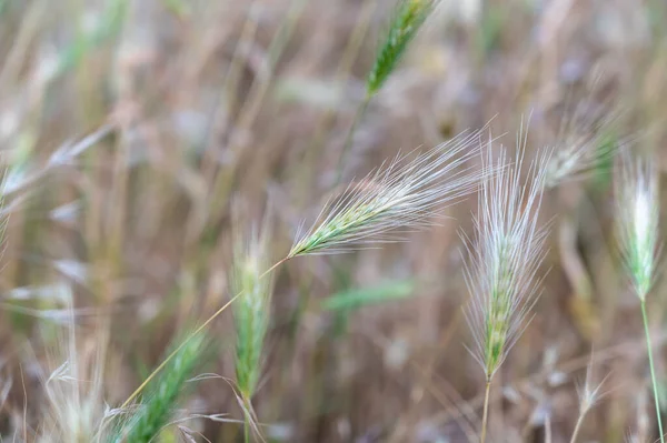 Hordeum murinum, yaygın olarak duvar arpası ya da sahte arpa olarak bilinir. Evcil köpekler için tehlikeli bir yabani otun sivri uçlarına yakın çekim. Bir hayvanın kürküne, patilerine, kulaklarına ve vücudunun diğer yerlerine takılabilir..