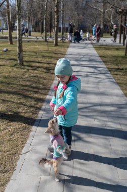 Bir kız parkta küçük bir köpeğe ödül veriyor. Dişi bir Chihuahua köpeği arka ayakları üzerinde duruyor. Evcil hayvan çocuğun eline uzanıyor. İlkbahar. Şehir parkı.