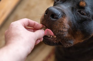 Sahibi köpeğine kıyak yapıyor. Bir adamın eli Rottweiler 'ın ağzına köpek maması koyuyor. Birinci şahıs görüşü. Yakın plan. Seçici odak.