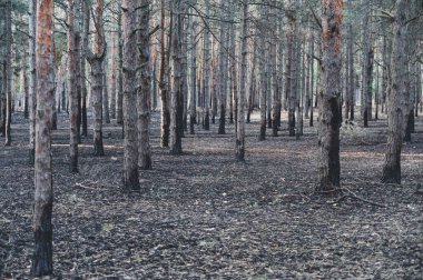 Çam ormanında kömürleşmiş ağaç gövdeleri. Rus ordusunun bombardımanından ya da bombardımanından kaynaklanan orman yangınının sonuçları. 2022 'de Rusya' nın Ukrayna 'ya saldırması. Ukrayna 'da Savaş.