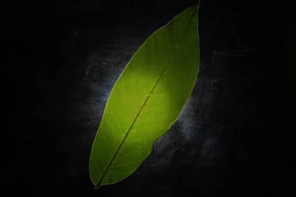 Світло Зелений Лист Чорному Тлі Свіжий Лист Волоського Горіха Текстура — стокове фото
