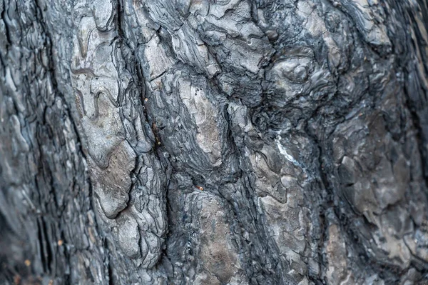 Texture Tronco Albero Carbonizzato Una Pineta Frassino Nero Lucido Sulla — Foto Stock