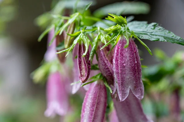 Pink Korean Bellflower (or Korean-Glockenblume) in the garden. Campanula Takesimana (Campanula Punctata). Beautiful flowers covered in raindrops. Gardening. Flowering. Close-up. Selective focus.