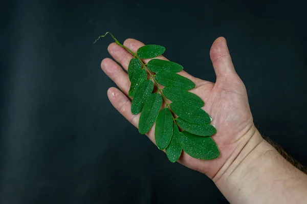 Hojas Verdes Robinia Pseudoacacia Encuentran Palma Abierta Masculina Sobre Fondo —  Fotos de Stock