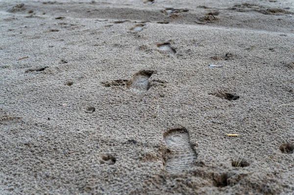 Traces on the wet sand. Footprints and dog paw prints in a distant perspective. A sag with a pet along the shore. Selective focus.