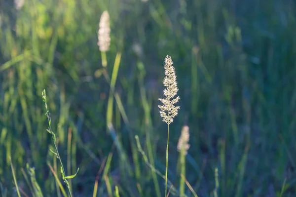 Gelbe Ähren Von Wilden Gräsern Auf Der Sommerweide Grüne Gräser — Stockfoto