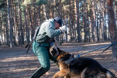 Köpeğe sopa sallayan bir adamın en üst kısmı. Eğitmen devriye için köpekleri eğitir. Çoban köpeği kolunu ısırmak için ağzını tutuyor. Bulanık hareket. Seçici odak.