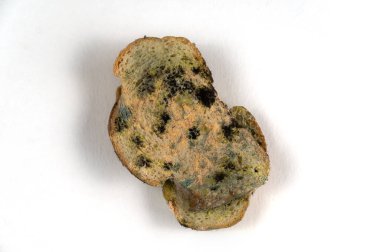 Küflü ekmek nötr arka planın karşısındadır. Mantar kalıbıyla kaplı iki dilim buğday ekmeği. Bozuk yemek. Seçici odak.