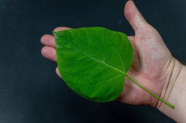 Yeşil bir katalpa yaprağı, siyah bir arka plana karşı bir adamın avucunun içinde yatar. Yakın plan. Seçici odak.