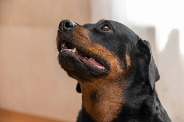 Portrét Rottweilerského Psa Dospělá Žena Sedící Před Světlým Pozadím Domácí — Stock fotografie