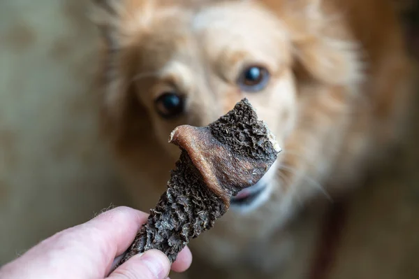 A man gives a dog a treat. The adult man's hand holds a piece of dried tripe in front of the pet's nose. A female of mixed breed. Selective trick.