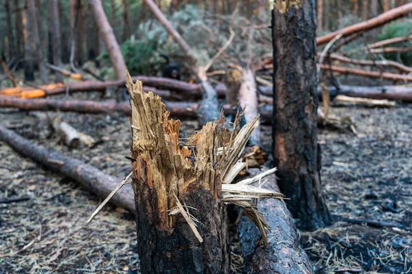 Broken Trees Forest Bombing Shelling Shrapnel Marks Trunks Burnt Pines — Stock Photo, Image