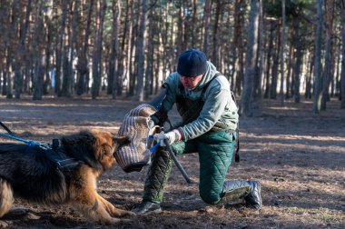 Eğitmen köpeği devriye ve koruma görevi için eğitir. Bir dizinin üstünde duran bir adam hayvanın ağzından ısırık kabuğu çıkarır. Çalışan köpekler. Seri bölümleri