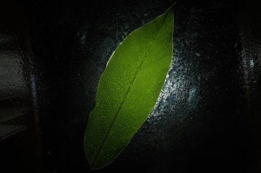 Siyah arka plana karşı parlak yeşil bir yaprak. Islak camda taze ceviz ağacı yaprağı. Bitkinin yaprağının dokusu. Yakın plan. Seçici odaklanma. Alçak tuş.