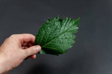 Bir adam elinde yeşil bir yaprak tutuyor. Siyah bir arkaplana karşı. Su damlacıklı ıslak üzüm yaprağı. Yakın plan. Seçici odak.