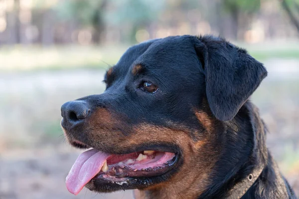 一只雌性狗的画像会让Rottweiler繁殖 成年黑狗坐在那里 舌头伸出 有选择的重点 — 图库照片