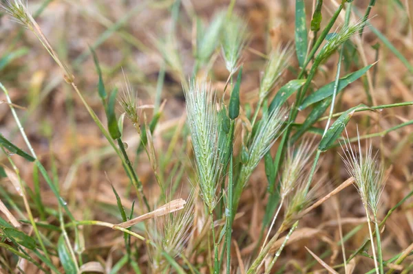 Close Green Spikelets Wild Grasses Mouse False Barley Wet Plant —  Fotos de Stock