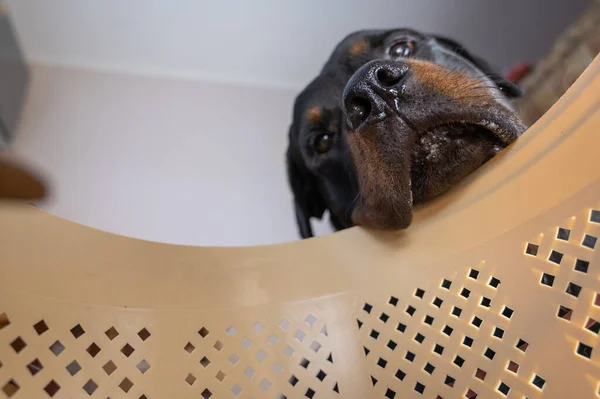 Large Black Dog Sticks His Head Pet Carrier Basket Adult — Stock Photo, Image
