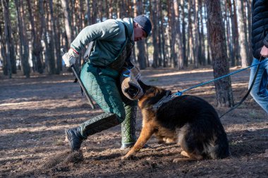 Alman kurdu ısırık kabzasını ağzında tutuyor. Yetişkin erkek, köpeğe diziyle vuruyor. Bekçilik ve koruma için köpek eğitimi. Seçici odaklanma. Gürültü, tahıl etkisi. Dizinin bir parçası