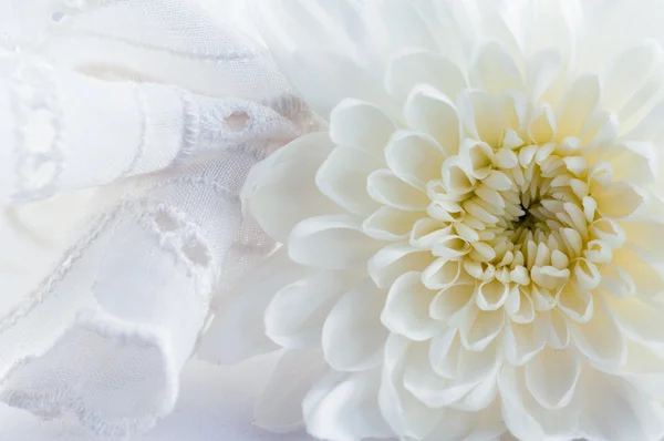 Романтический абстрактный фон с хризантемой . — стоковое фото