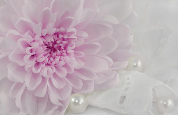 romantik arka plan ile krizantem.