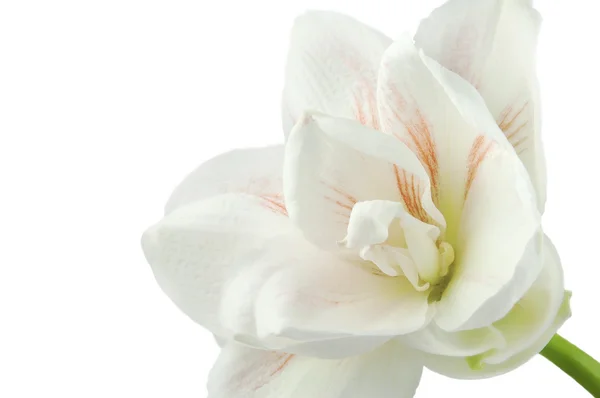 Gentle flower of white and pink amaryllis — Stock Photo, Image