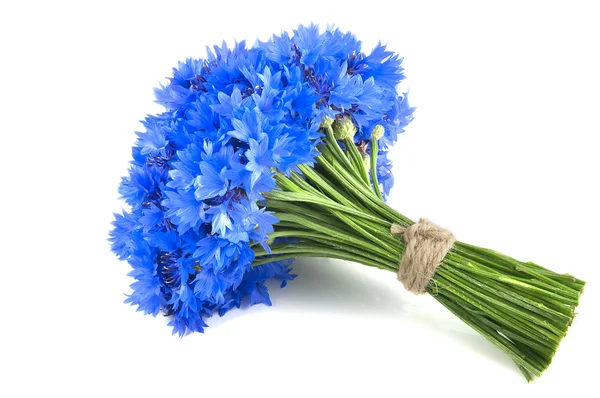 Flores azules vívidas de aciano — Foto de Stock