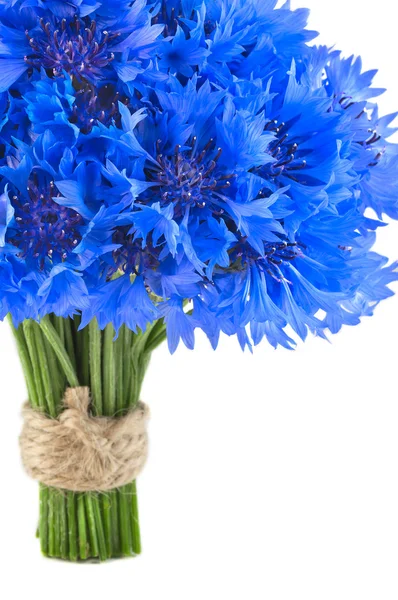 Vivid blue flowers of cornflower — Stock Photo, Image