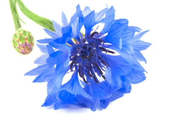 Beautiful vivid blue flowers of cornflower. — Stock Photo, Image