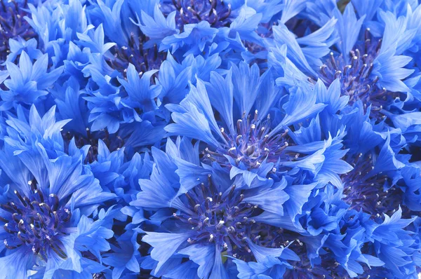 Primo piano di bel fiore blu di fiordaliso Fotografia Stock