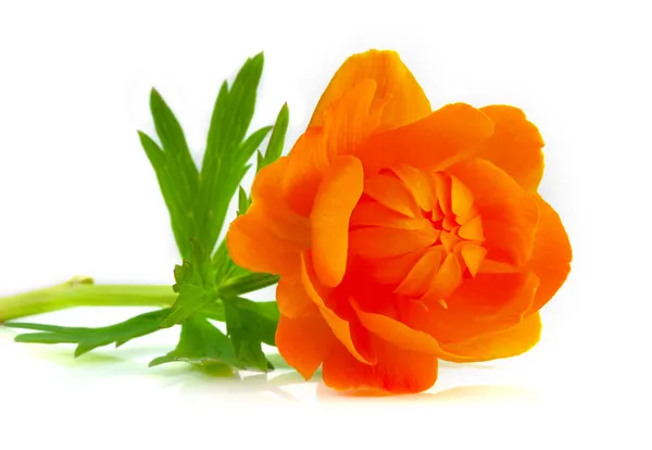 Beautiful orange flowers of Asian Globeflower — Stock Photo, Image