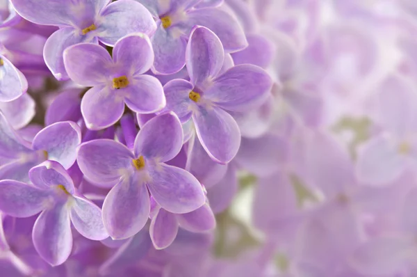 Wiechy kwitnący purpurowe kwiaty bzu dof. — Zdjęcie stockowe