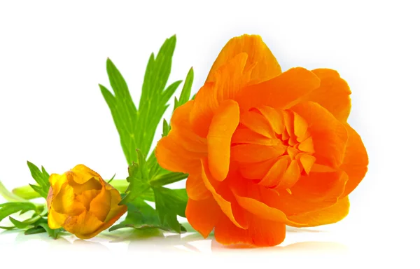 Asya globeflower güzel portakal çiçekleri