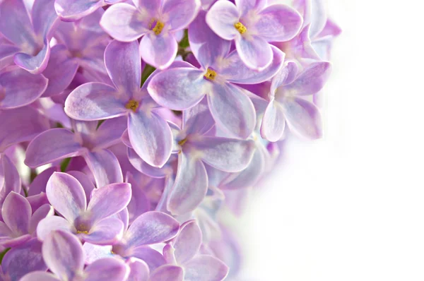 Panicule de fleurs lilas pourpres fleuries DOF . — Photo