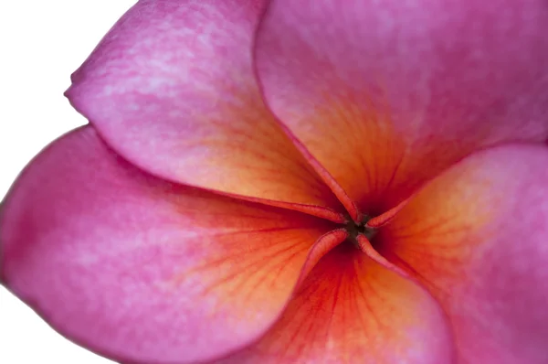 Рожева квітка франгіпані — стокове фото