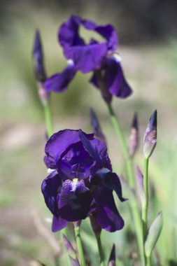 Blue Iris flowers clipart
