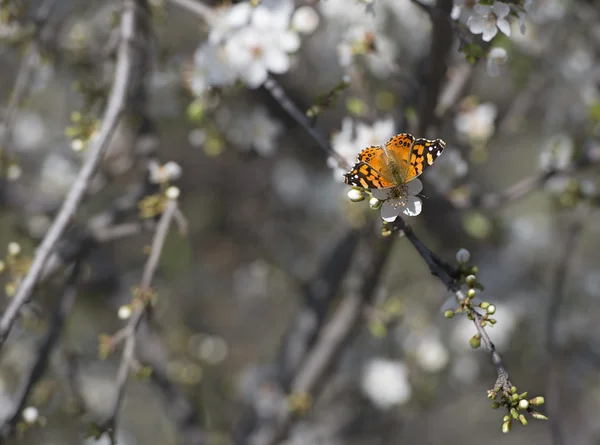ağaç dalına kelebek
