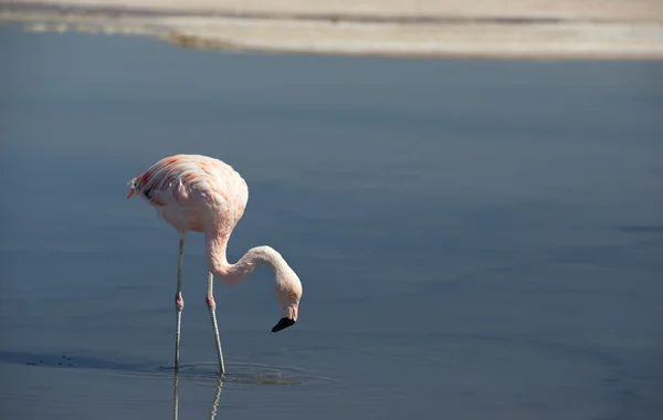 Wild pink flamingo. — Stock fotografie