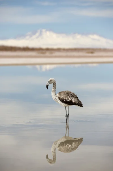 Flamingo — Stock Photo, Image