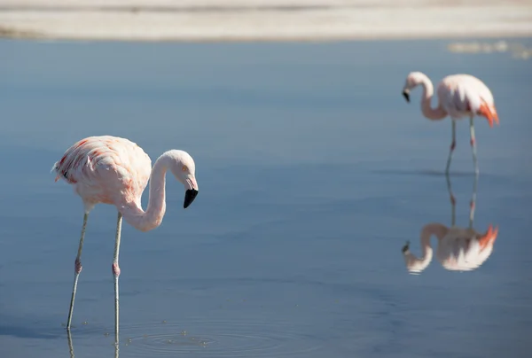Två rosa Andinska flamingo — Stockfoto