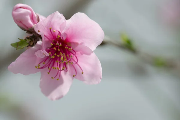 Sakura kwiat — Zdjęcie stockowe