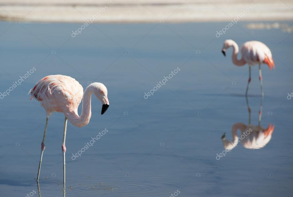 Images of アンデスフラミンゴ JapaneseClass.jp