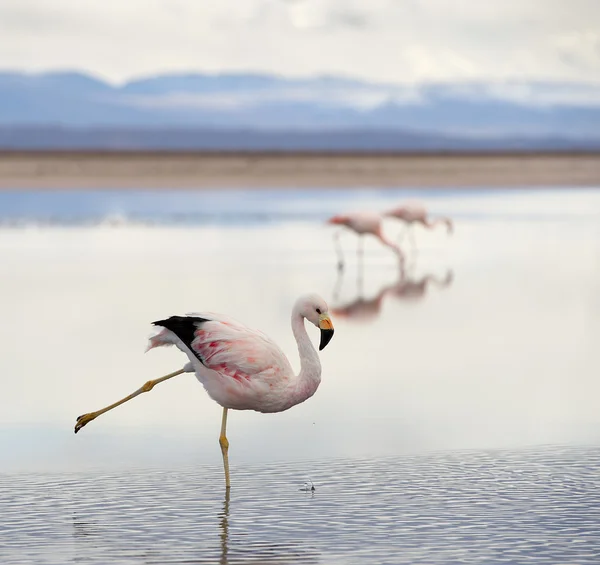 Танцующий фламинго — стоковое фото