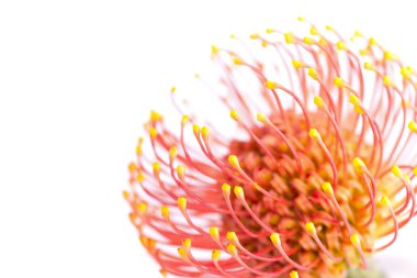 Leucospermum çiçek