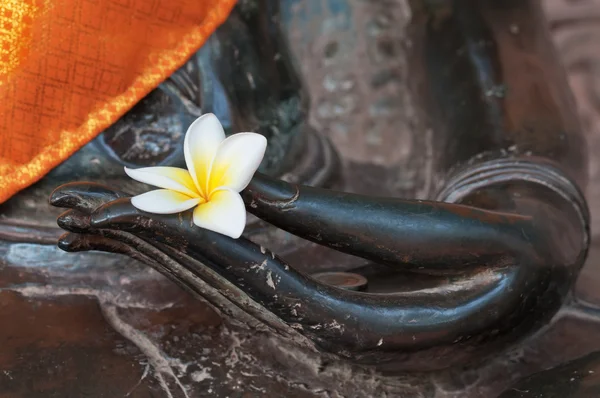 Концепция медитации с бутоном белого цветка франджипани в руке бронзовой статуи Будды — стоковое фото