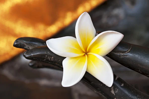 Conceito de meditação com broto de flor branca frangipani na mão da estátua de bronze buddha — Fotografia de Stock