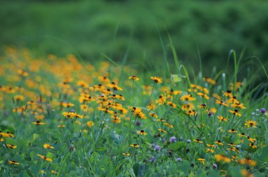 kırsal kesimde sıcak yaz gününde vahşi sarı çiçekler ile yeşil çayır.