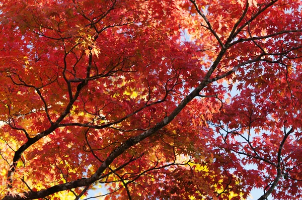 Czerwone liście i gałęzie drzewa klonowego w jesieni liści w Japonii. Zdjęcie Stockowe
