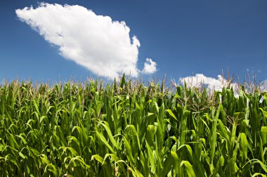 parlak bir gün yoğun mısır tarlası